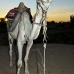 camel_bank_west_lux_v_0016_egy3098.jpg